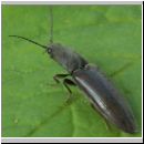 Athous haemorrhoidalis - Schnellkaefer 03.jpg